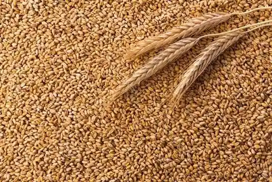 Piața cerealelor, sub presiunea noilor date USDA
