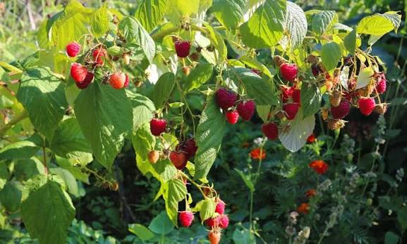 Tot mai căutat în piețe: Zmeurul domină topul preferințelor în rândul fructelor de pădure din România
