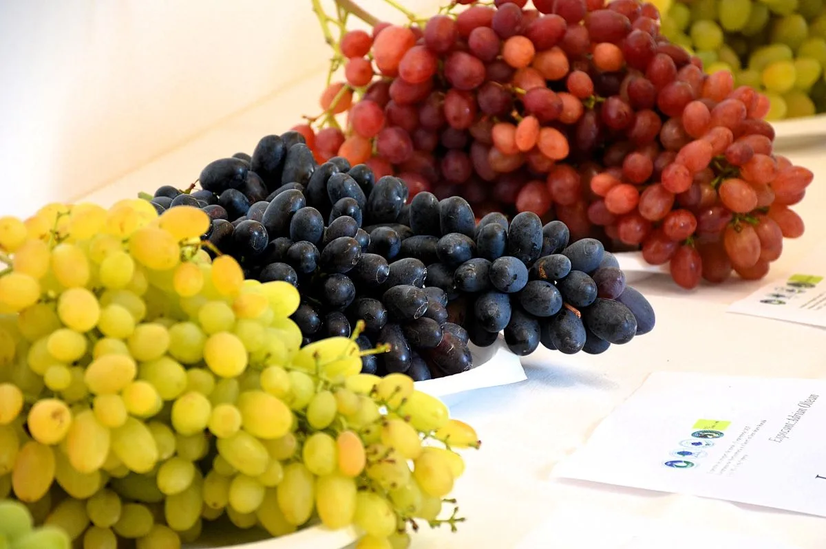 Expoziție de struguri de masă din colecția proprie, la USAMV Cluj-Napoca. Sunt invitați și cultivatori din Transilvania