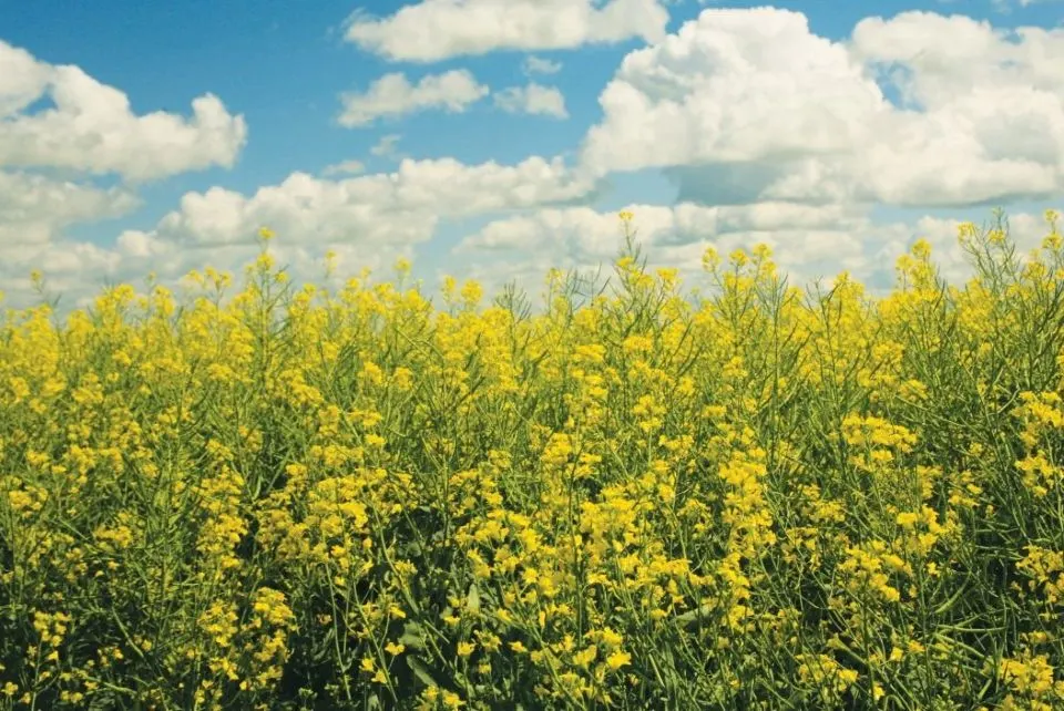 Corteva Agriscience susține reclasificarea moleculei propizamid