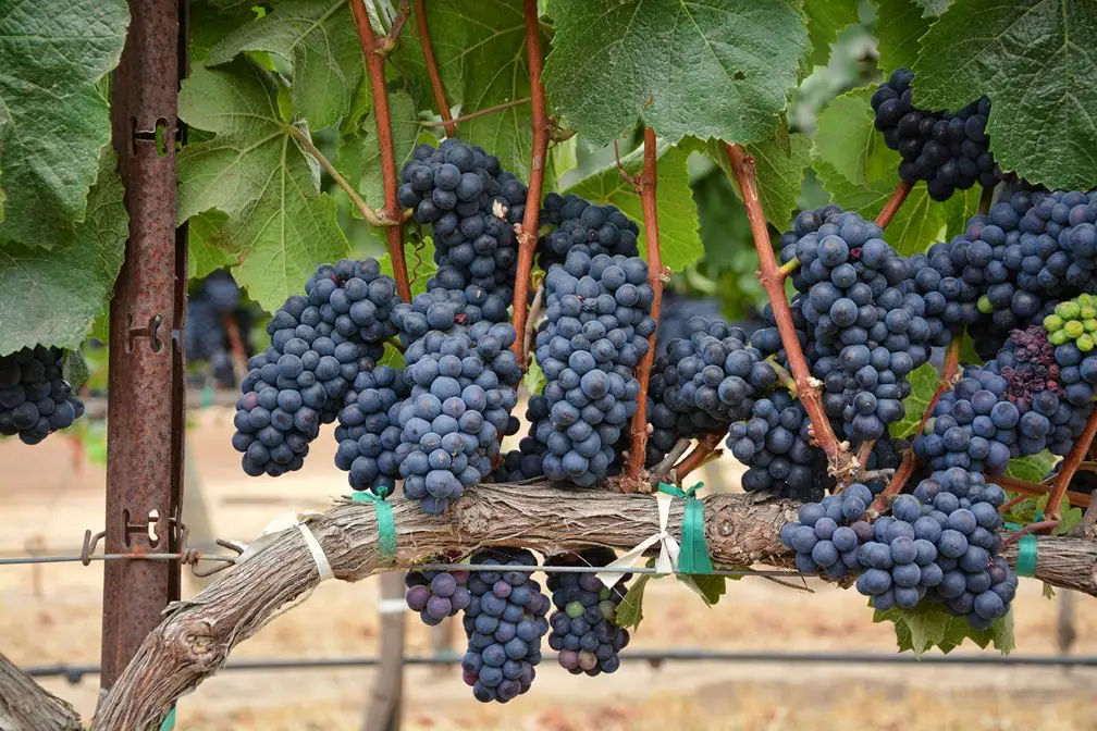 Maximizarea producției de legume și fructe prin biotehnologii de ultimă generație