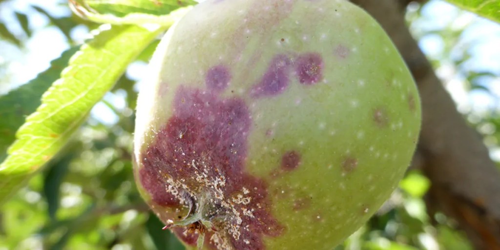 Păduchele din San José – periculos pentru pomii fructiferi