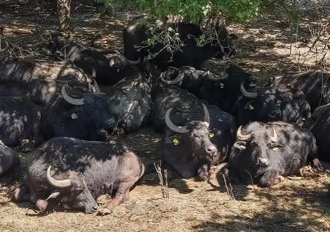 A treia ediție a Festivalului Bivolului, la Suciu de Sus: expoziție de animale, produse tradiționale și muzică populară