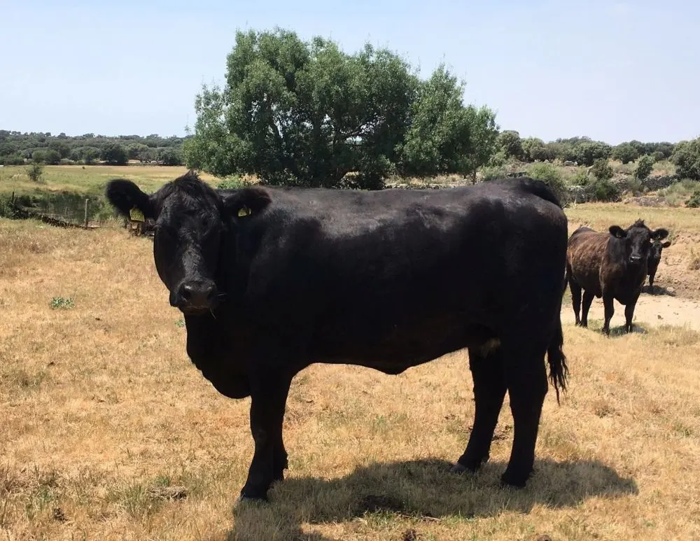 Anunț important din partea Asociației Aberdeen Angus