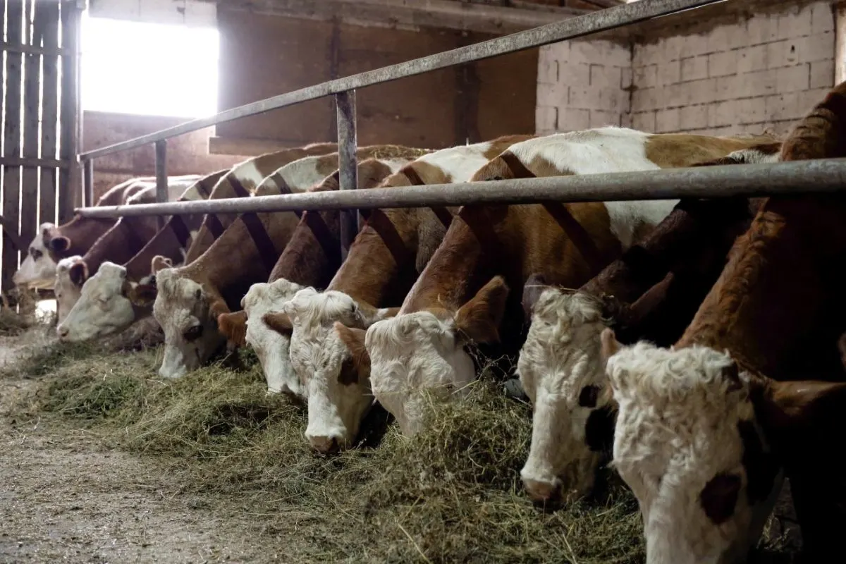 Ce servicii veterinare sunt gratuite pentru micii crescători de animale și pentru ce trebuie să plătească