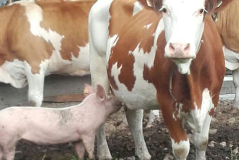 APIA a publicat Ghidurile pentru schemele de ajutor de stat destinate crescătorilor de bovine și suine