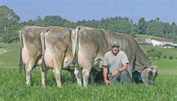 BRUNĂ DE MARAMUREȘ