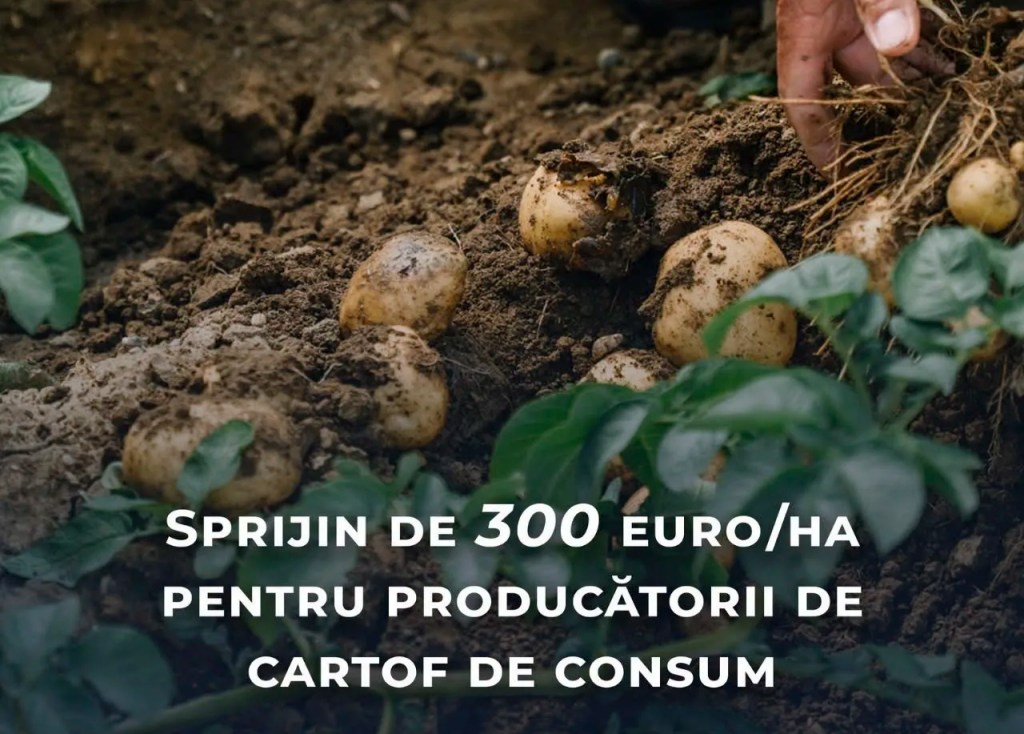 Guvernul a aprobat schema de ajutor de până la 300 euro/ha pentru producătorii de cartofi de consum