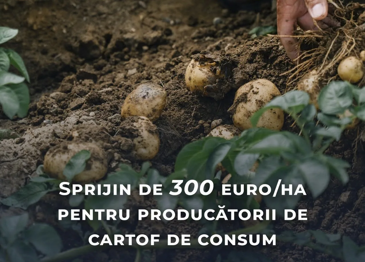 Guvernul a aprobat schema de ajutor de până la 300 euro/ha pentru producătorii de cartofi de consum