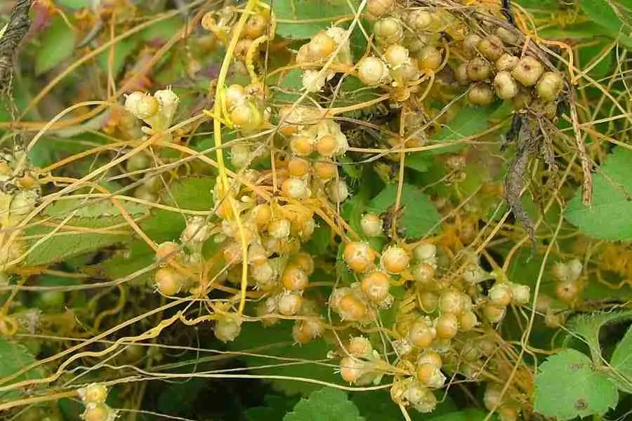 Pericolul invizibil din culturi: Cuscuta compromite lucerna și legumele dacă nu este distrusă înainte de a produce semințe