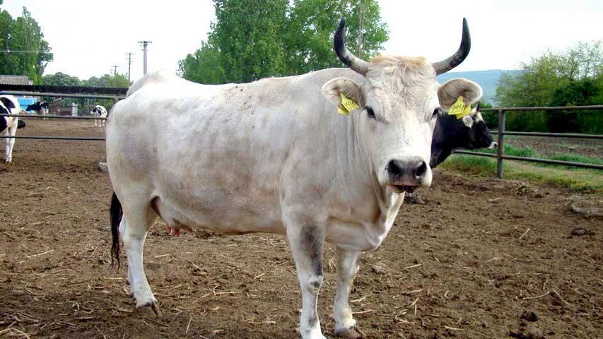 SURA DE STEPĂ – Legenda vie din stepele străbune