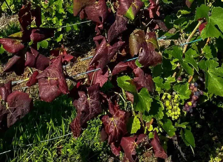 Flavescența aurie a viței-de-vie: ce trebuie să știe fiecare viticultor