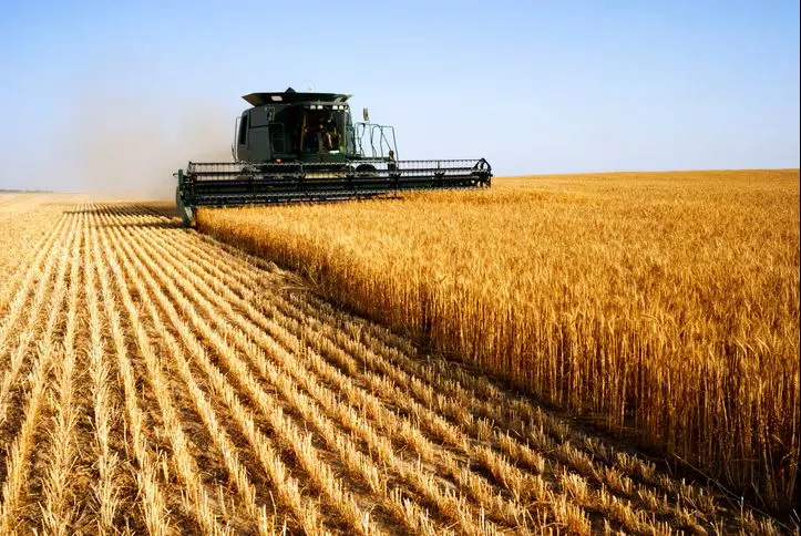USDA avertizează că seceta severă din America de Nord și Europa, dublată de riscurile logistice din Marea Neagră, va reduce producția de grâu