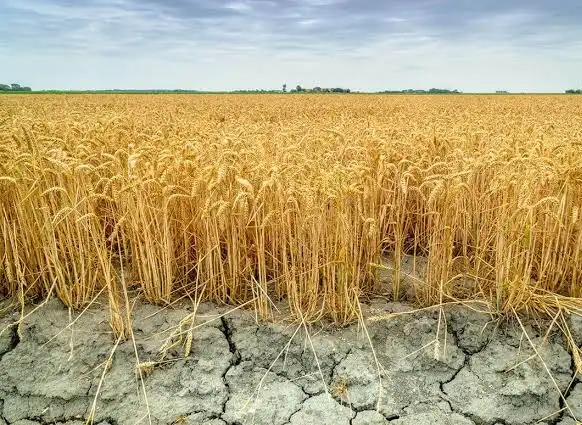 Secetă severă în vestul țării: Peste 79.000 de hectare de culturi de toamnă au fost afectate de lipsa precipitațiilor în județul Arad