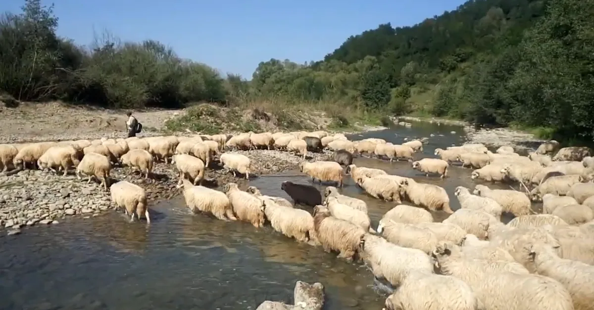 ANSVSA reamintește măsurile obligatorii pentru protejarea animalelor în perioadele cu temperaturi ridicate