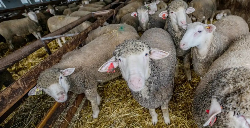 Plan masiv de control le fermele de ovine și caprine în județul Tulcea