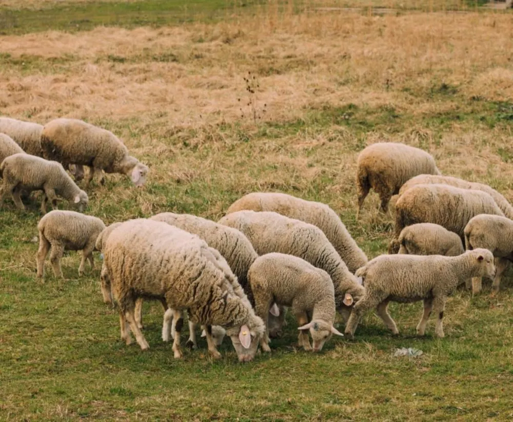 Pășunile din zonele de biodiversitate își păstrează regulile de exploatare și sprijinul APIA