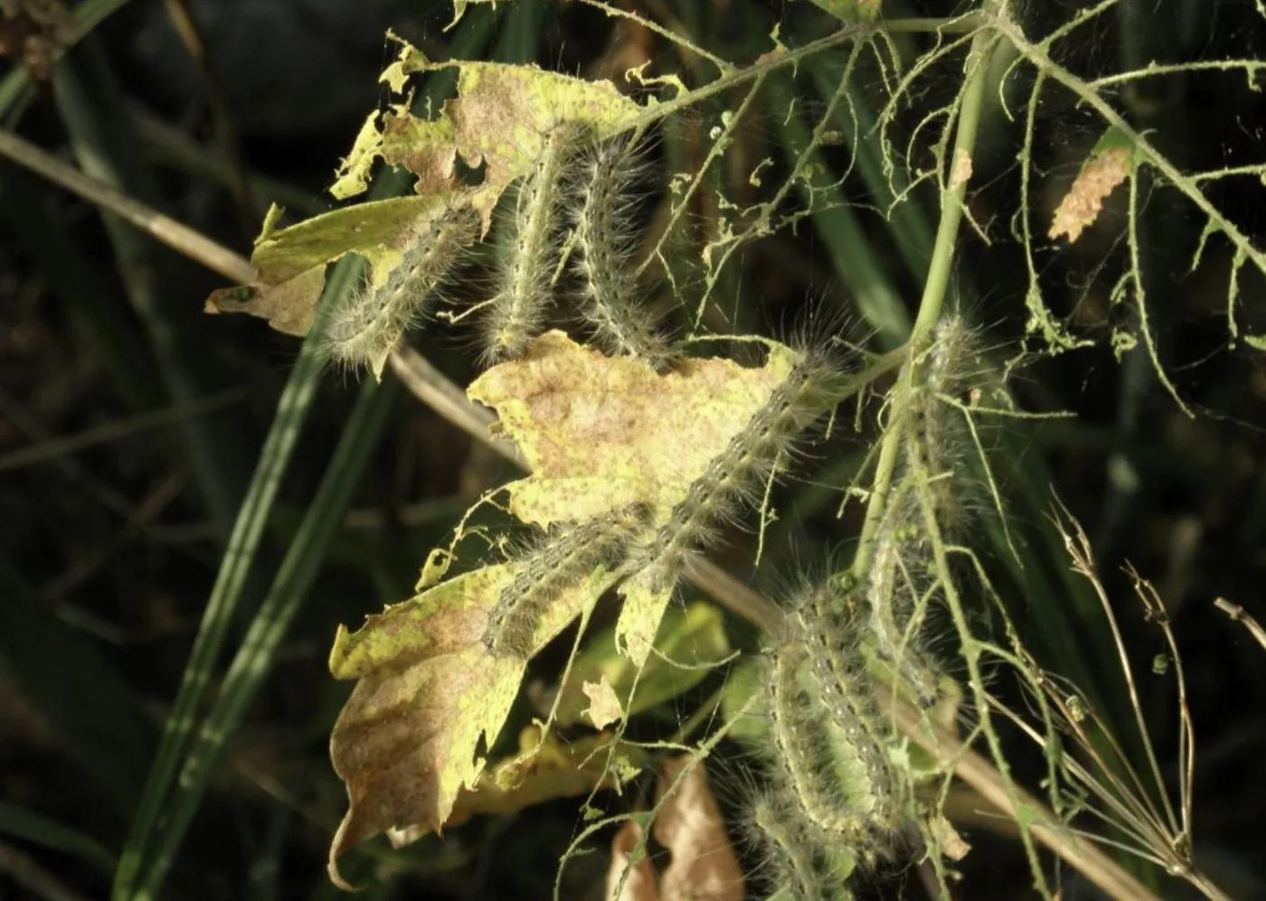 Omida păroasă a dudului