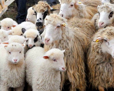 ANSVSA avertizează: transporturile clandestine de ovine pun în pericol statusul imunitar al României și exporturile către țările terțe