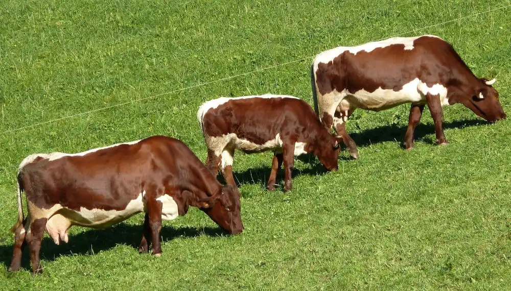 PINZGAU DE TRANSILVANIA – Rasa în reconstrucție și Vaca de Dorna