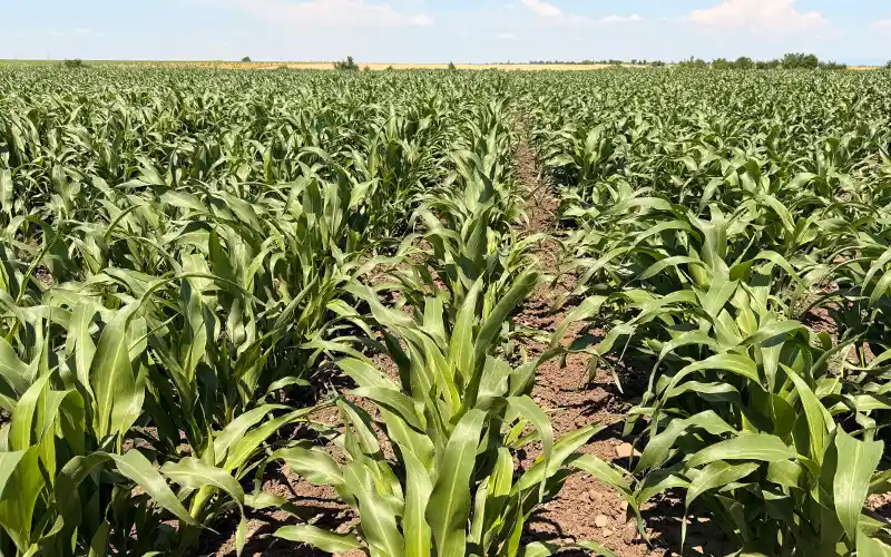 România, 25 august 2026: o zi întreagă, dedicată sorgului!