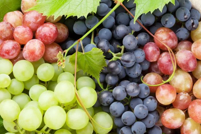 Viticultura românească își evaluează patrimoniul: Concursul național de struguri de masă ajunge la a XI-a ediție la Valea Călugărească