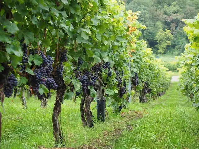APIA deschide sesiunea de finanțare pentru sectorul vitivinicol