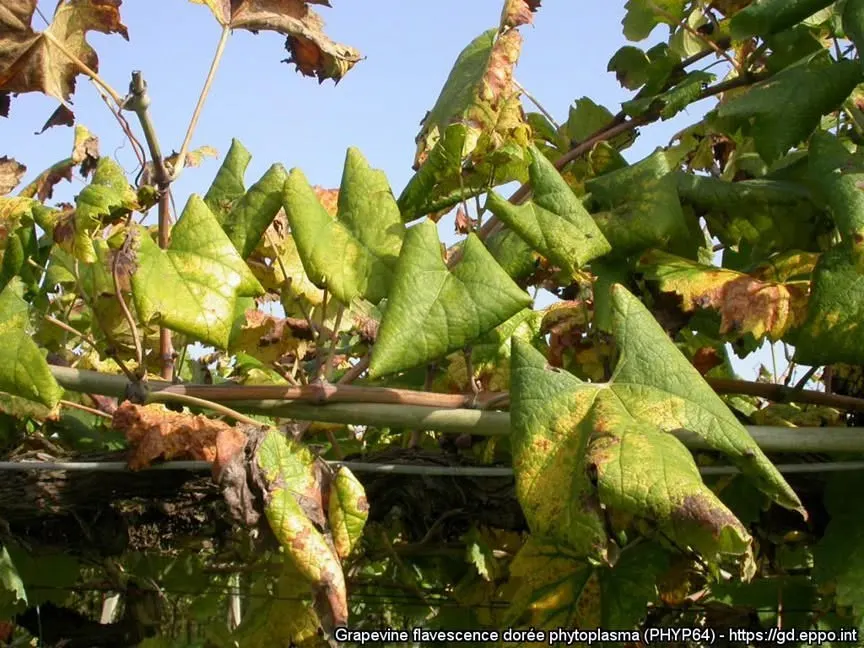 Flavescența aurie: precizări după reacțiile viticultorilor