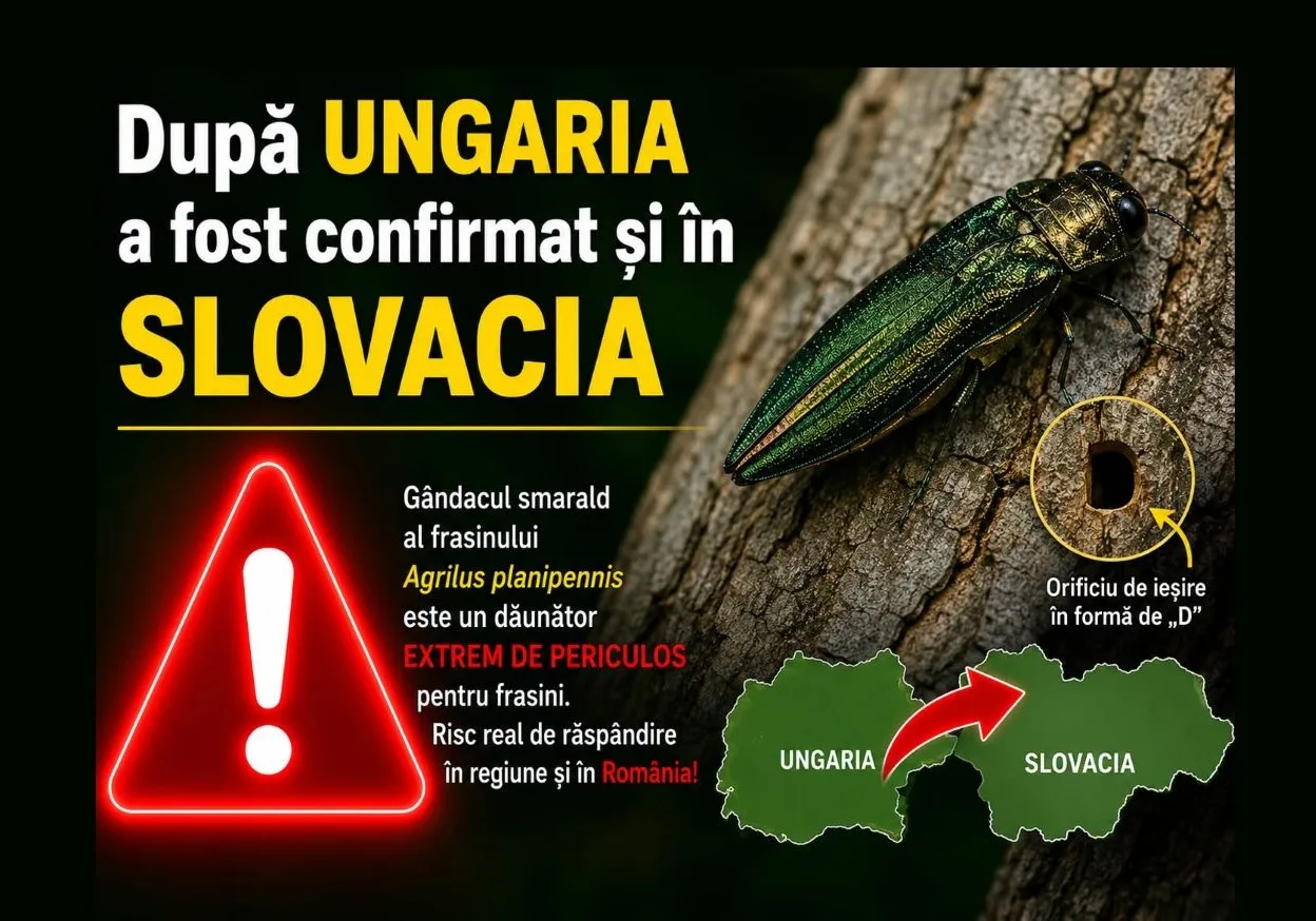 ANF revine asupra atenționării privind gândacul smarald al frasinului
