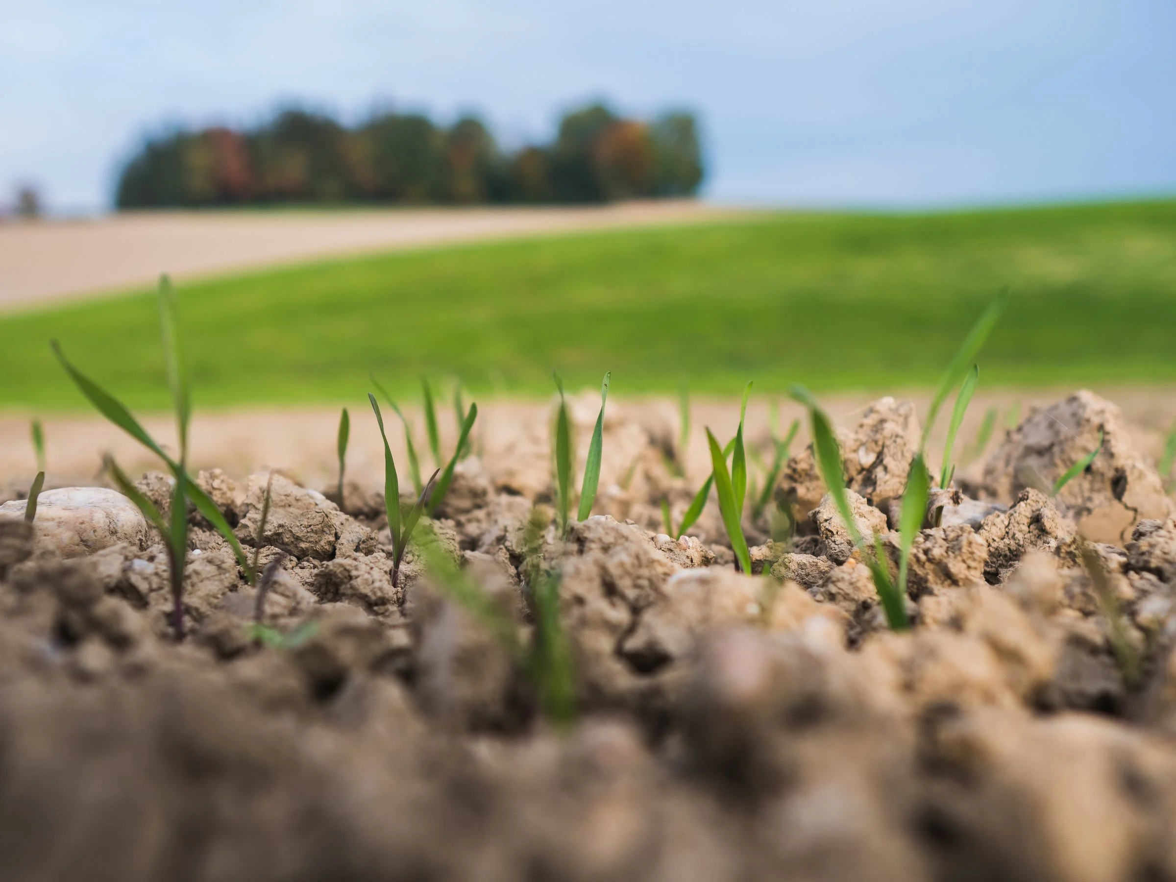 Fertilizarea cerealelor de toamnă: Ghid complet pentru grâu, orz și secară
