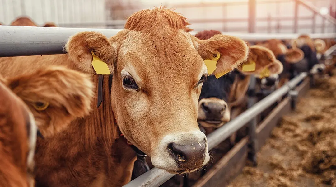 Noi reguli pentru ajutoarele acordate crescătorilor de porcine și bovine în 2026