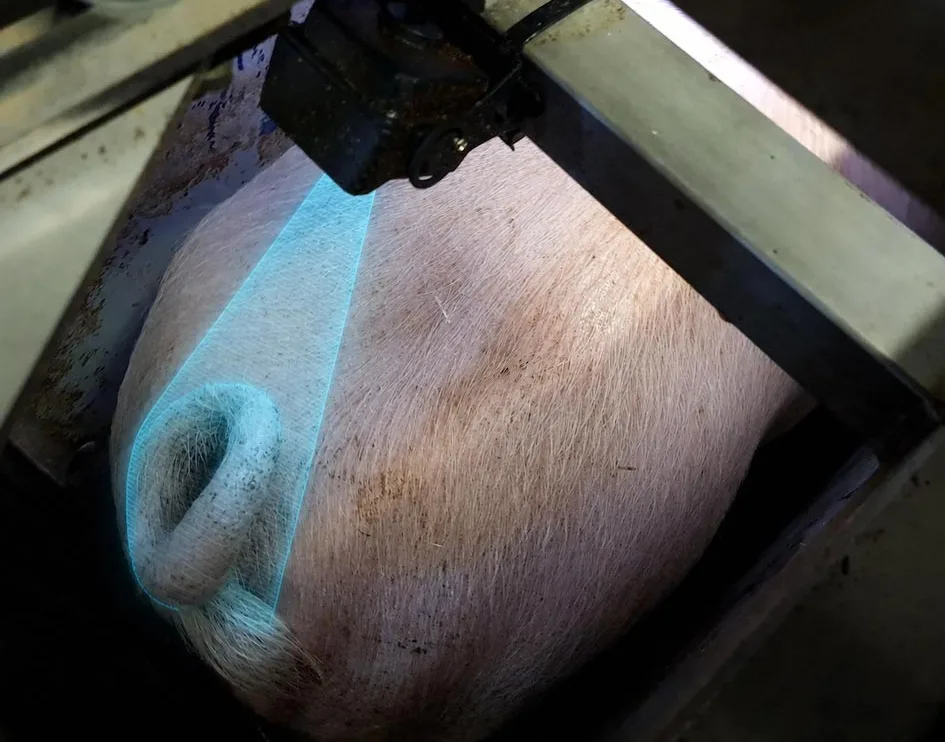 Inovație WEDA la EuroTier 2026: PigTail – detectarea cozilor intacte la porcine