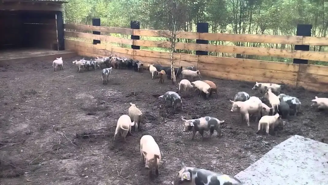 Parlamentul a adoptat o nouă lege care aduce modificări pentru crescătorii de porci