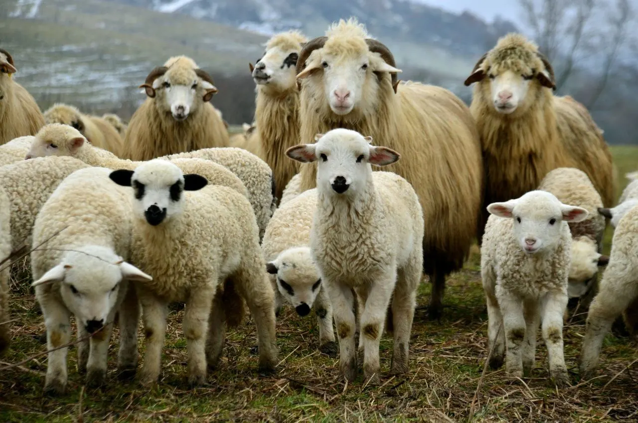 Vaccinarea împotriva antraxului, întârziată în mai multe județe